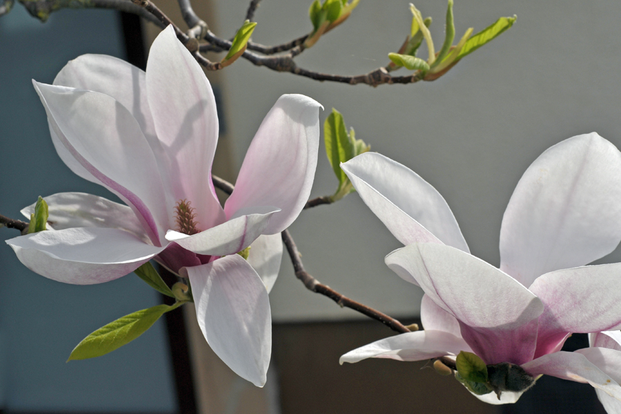 Magnolien