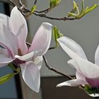 Magnolien