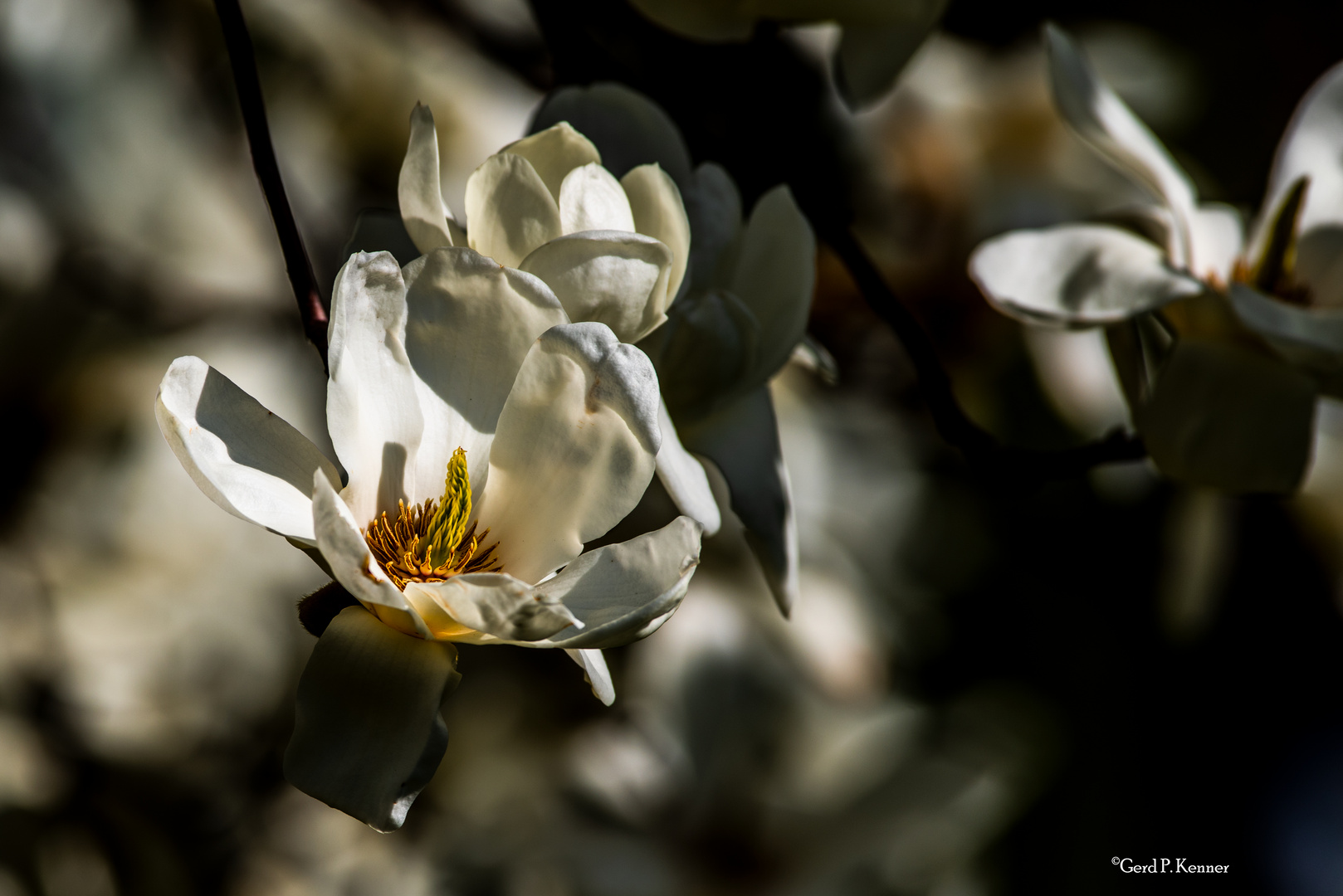 Magnolien #1902