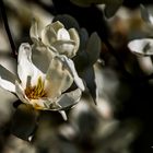 Magnolien #1902