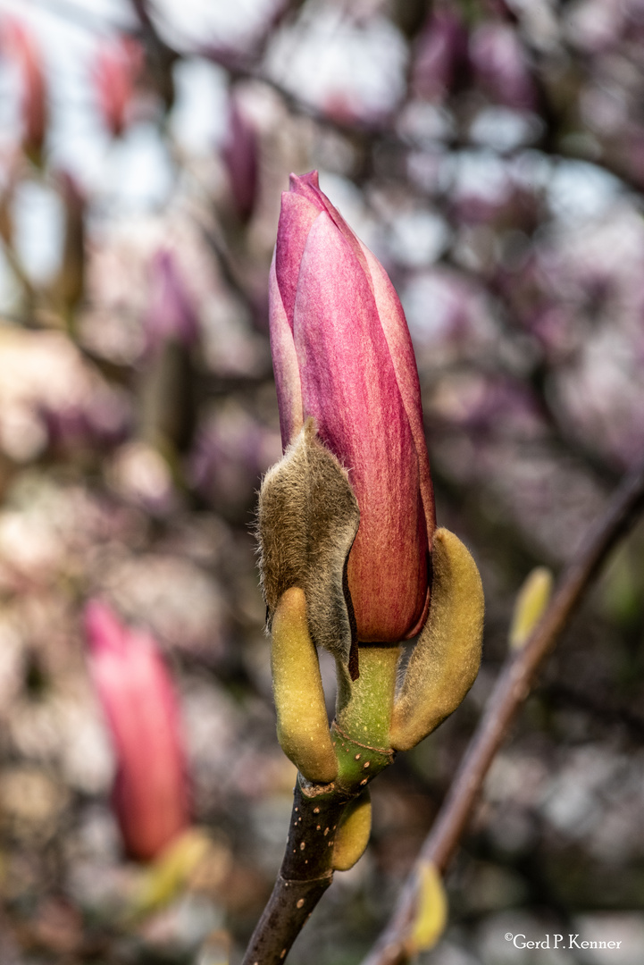 Magnolien #1903