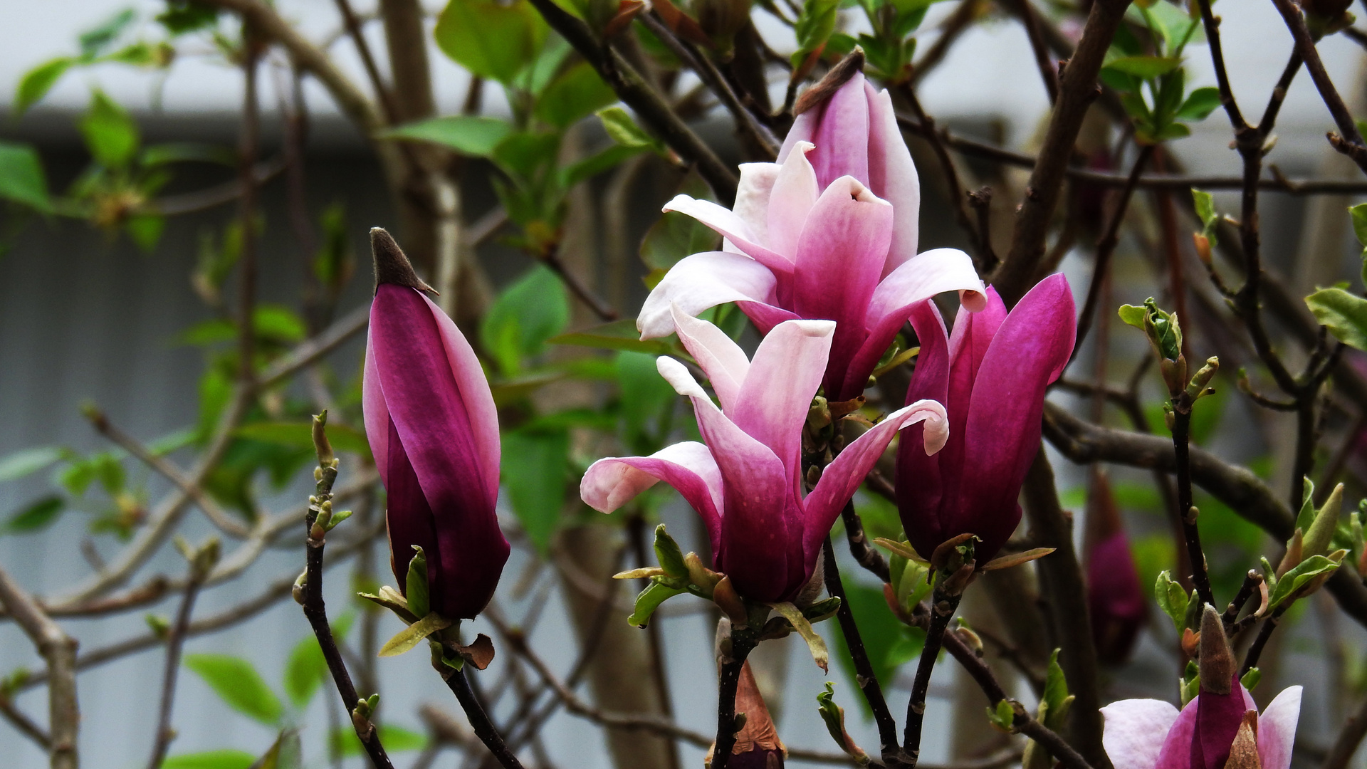 Magnolien