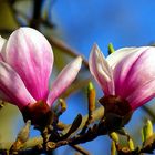 Magnolien.