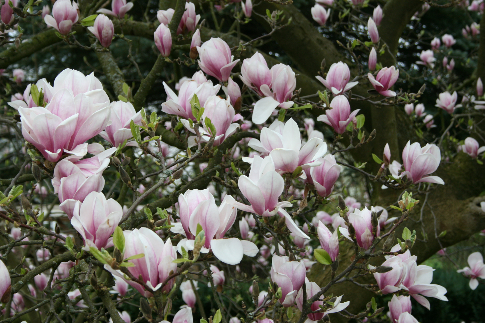 Magnolien