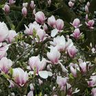 Magnolien