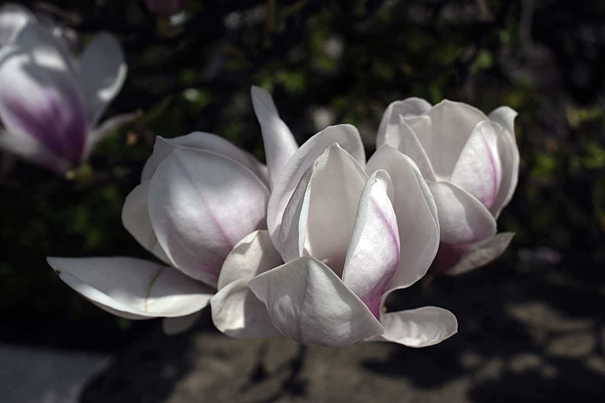 Magnolien 2