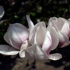 Magnolien 2