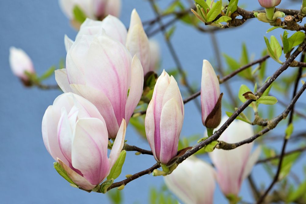 Magnolien -2-