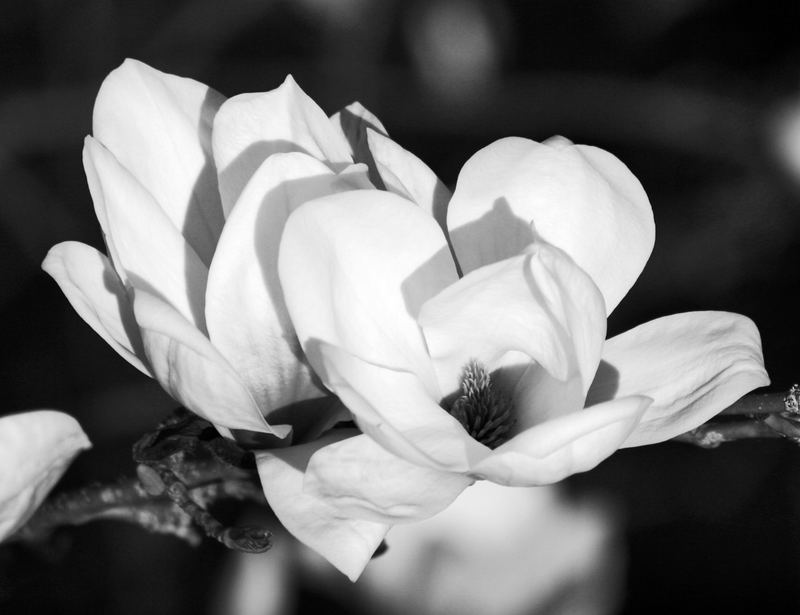 Magnolien (2)