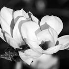 Magnolien (2)