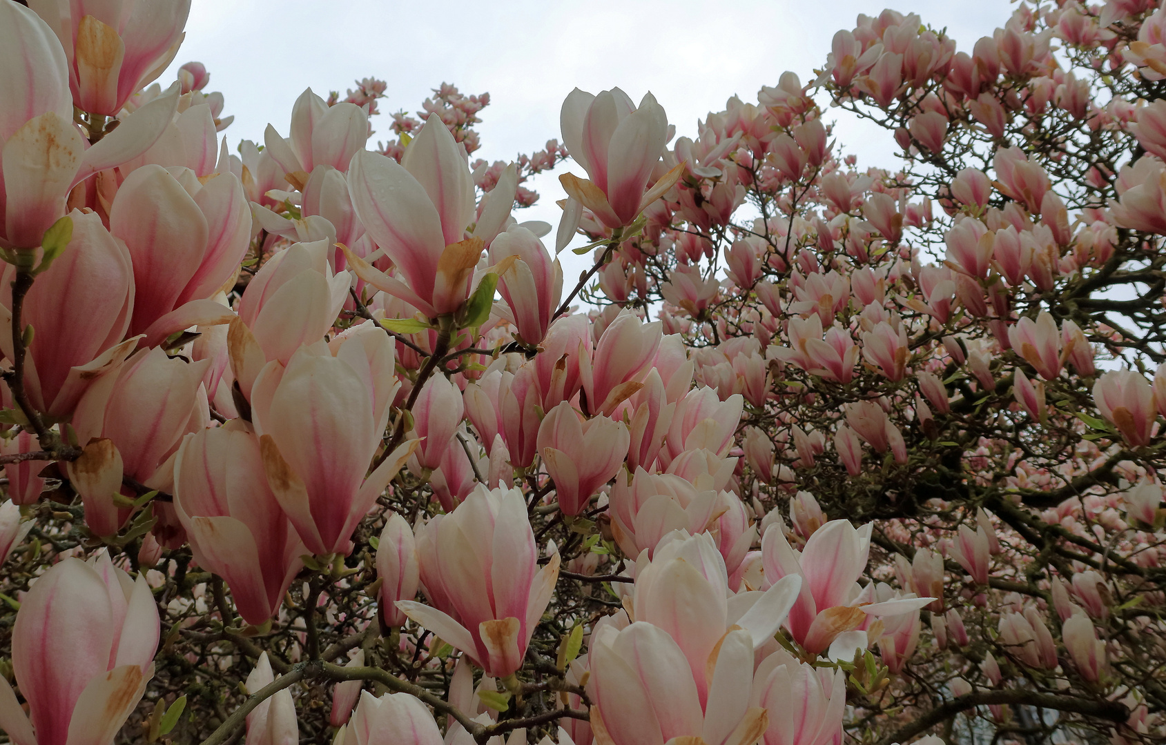 ....Magnolien