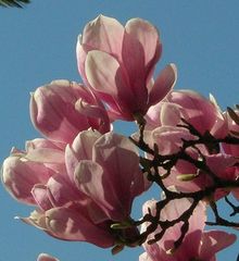 Magnolien