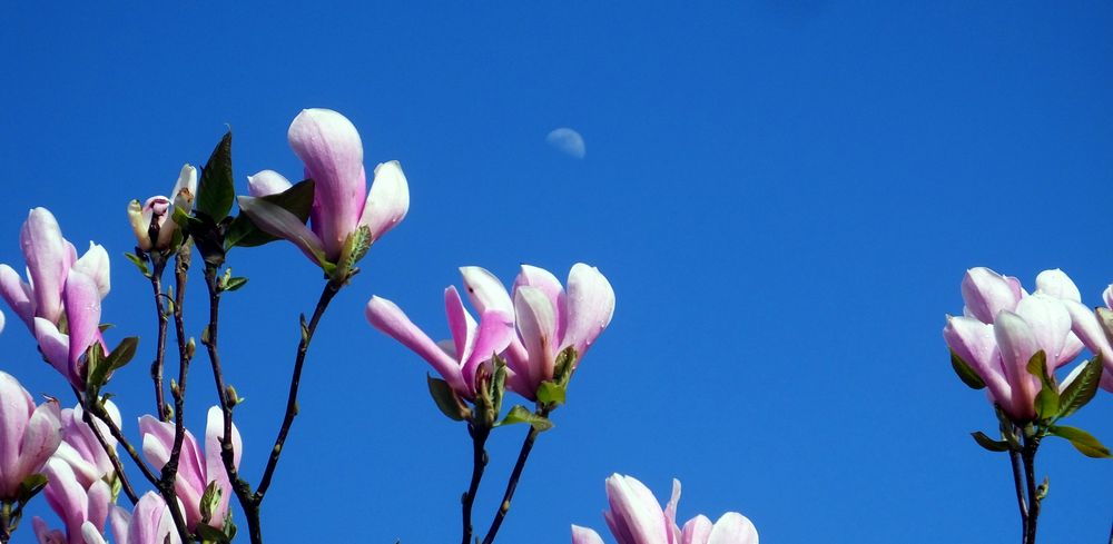 Magnolien