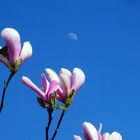 Magnolien