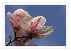 Magnolien