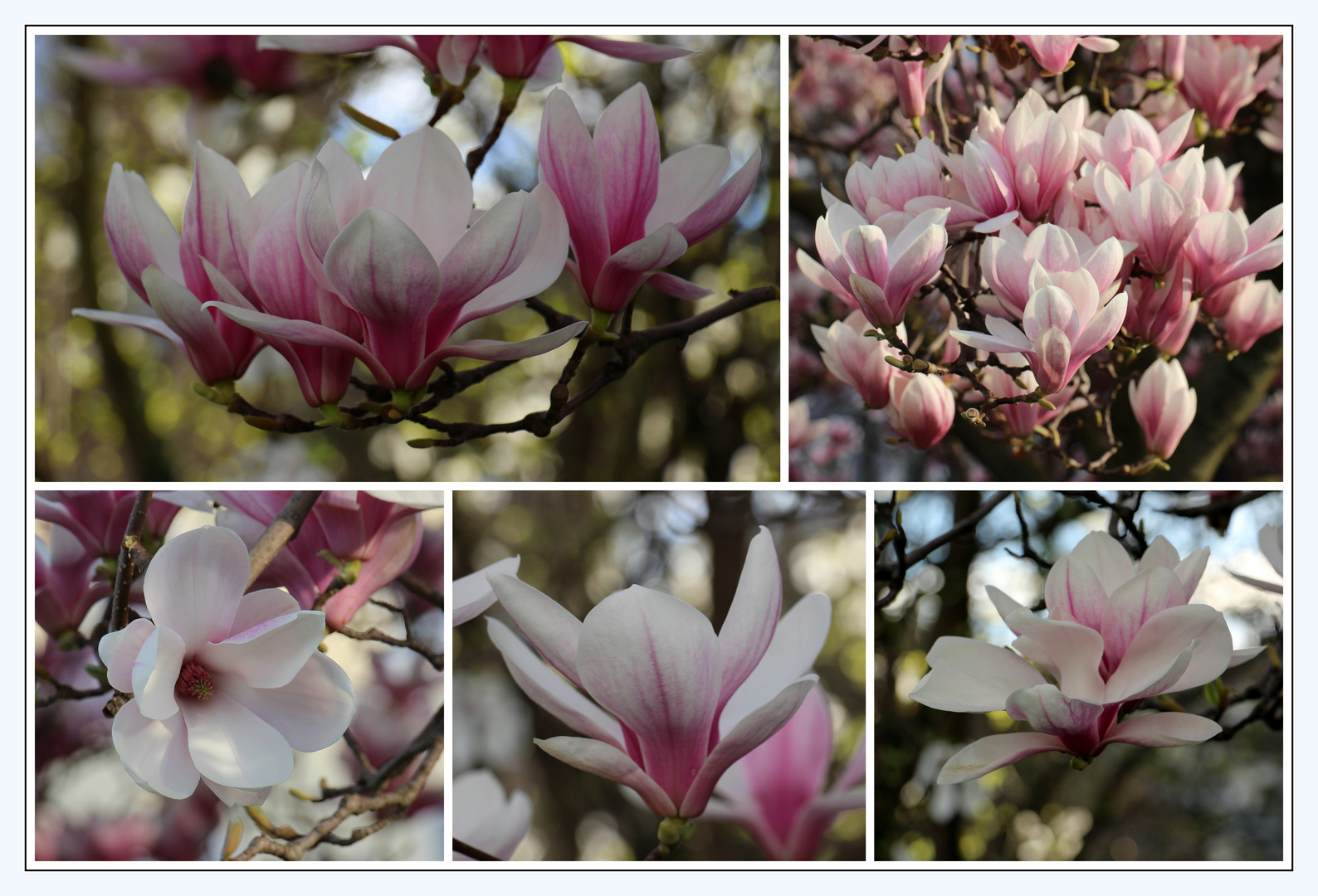 Magnolien