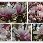 Magnolien