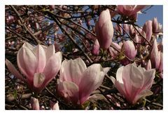 Magnolien