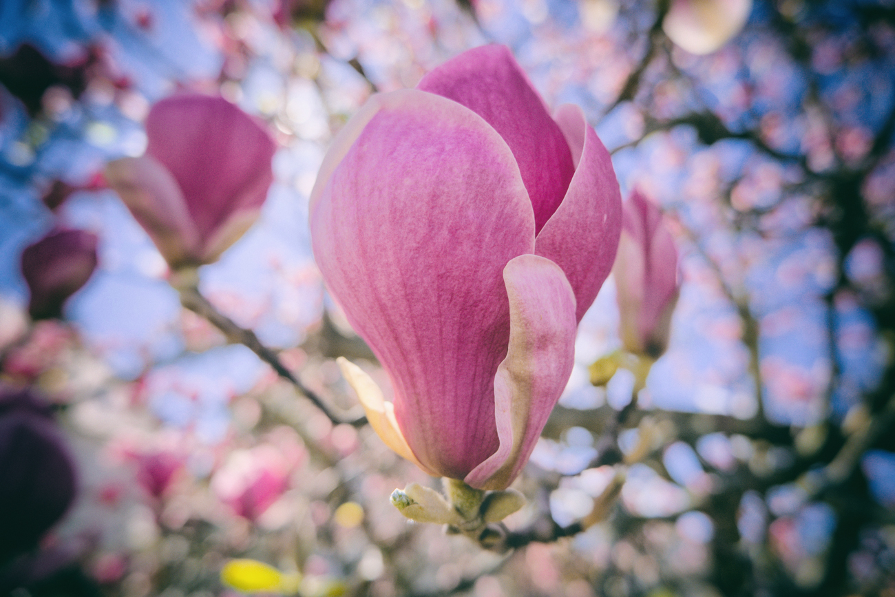 Magnolien