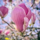 Magnolien