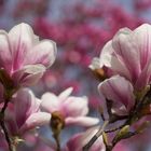 Magnolien