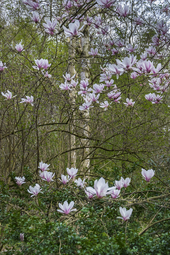 Magnolien