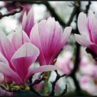 Magnolien