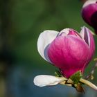 Magnolien