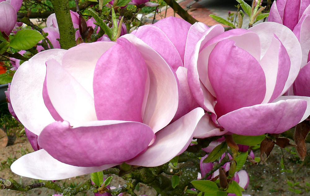 Magnolien