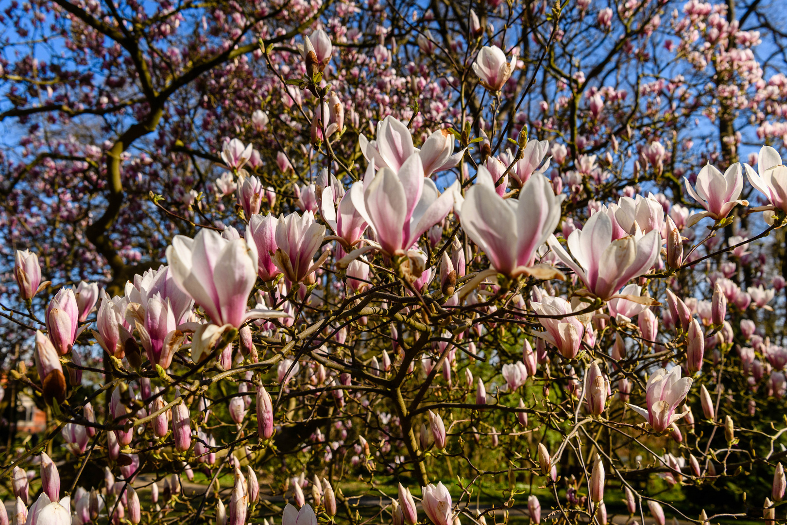 Magnolien 3