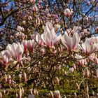 Magnolien 3