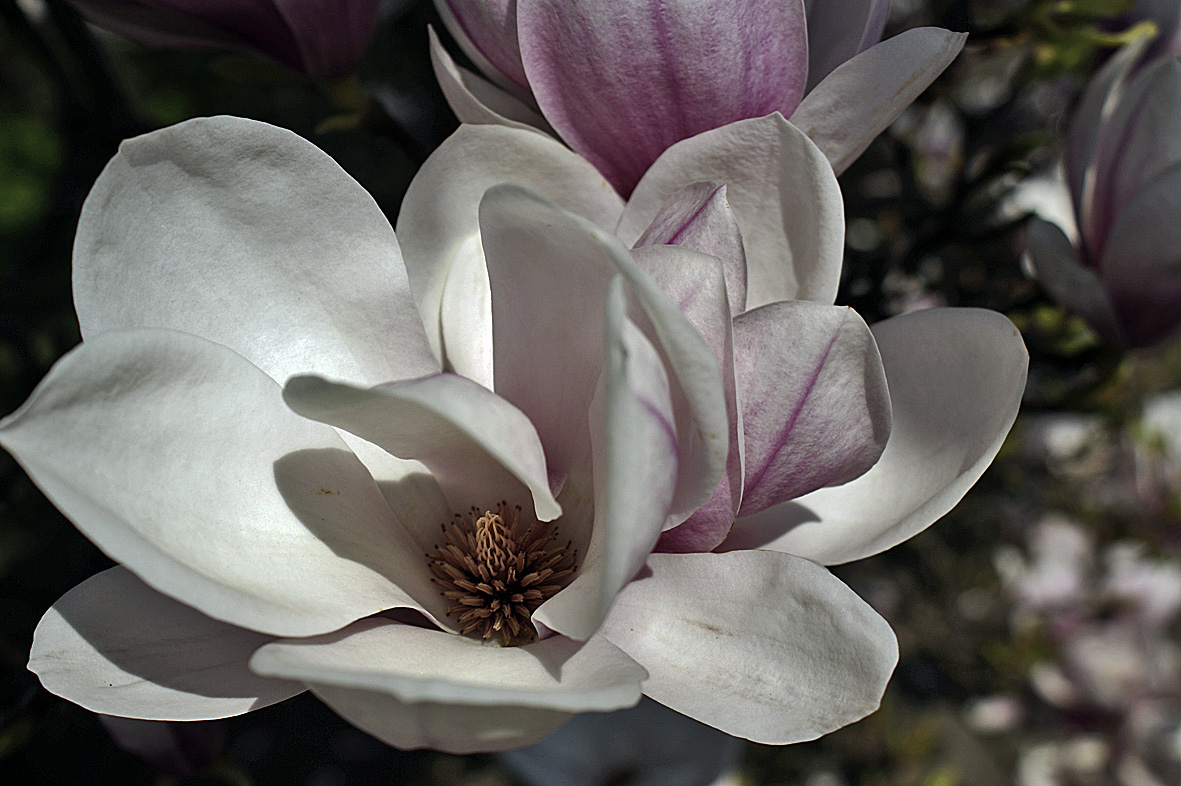 Magnolien 3