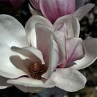 Magnolien 3