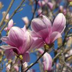 Magnolien