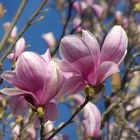 Magnolien