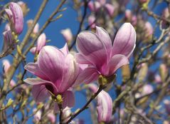 Magnolien