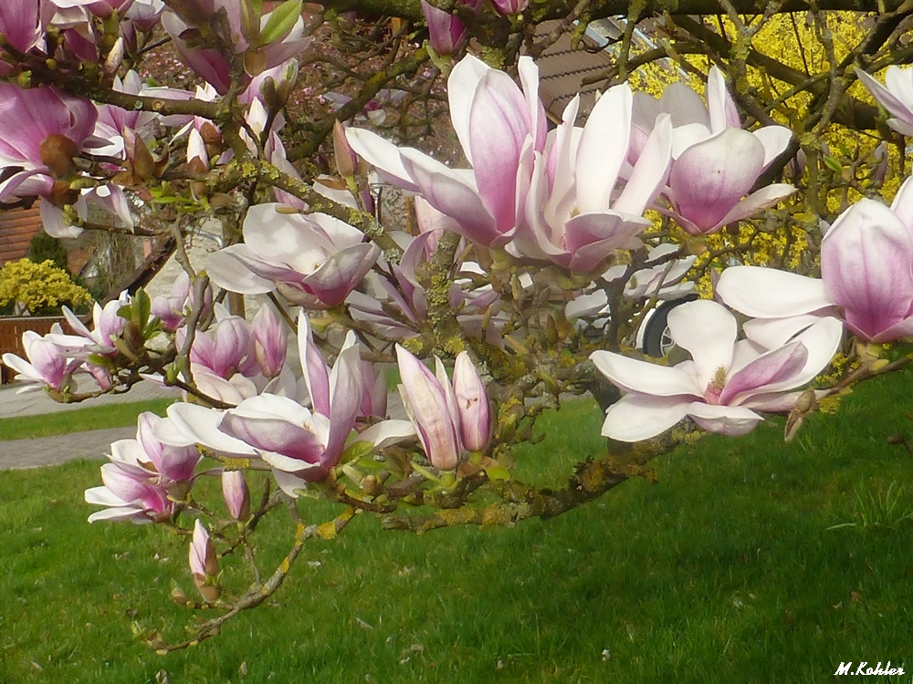 Magnolien....