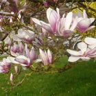 Magnolien....