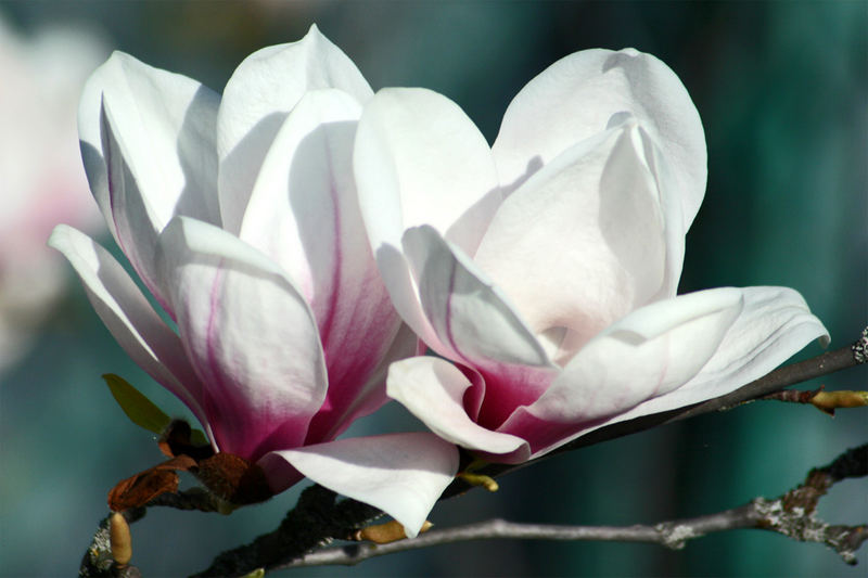 Magnolien