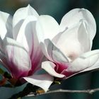 Magnolien