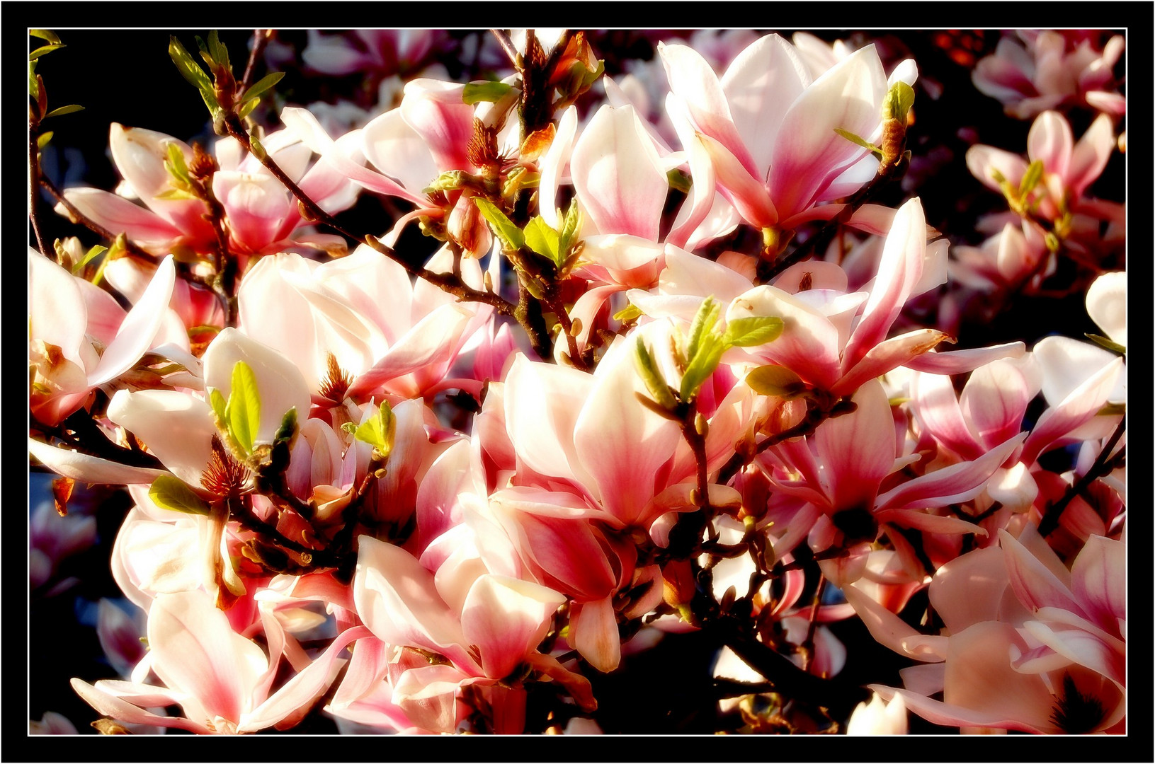 Magnolien