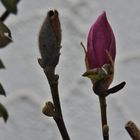 Magnolien