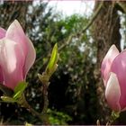 Magnolien