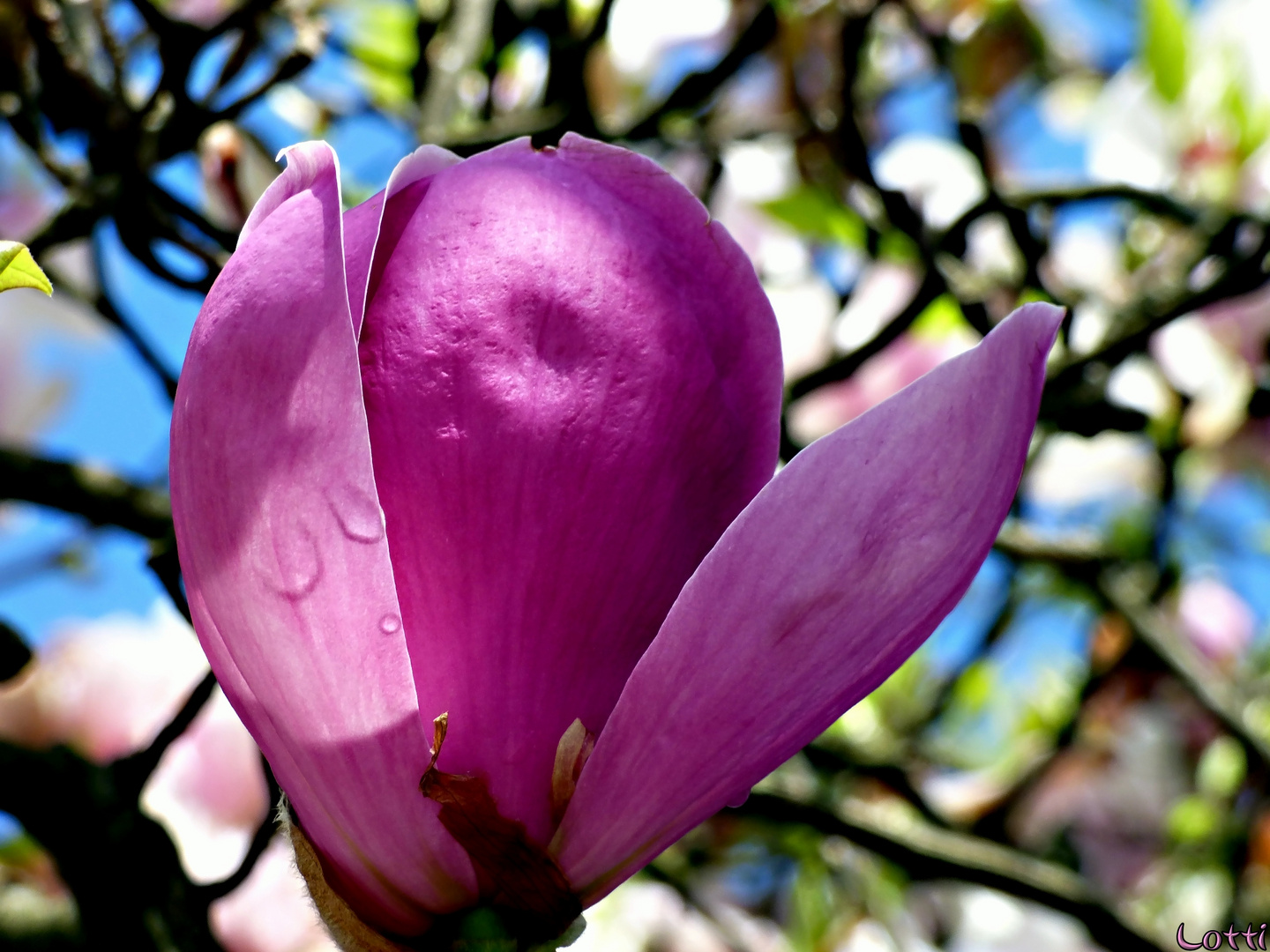 Magnolien