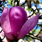 Magnolien