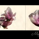 MAGNOLIEN ...