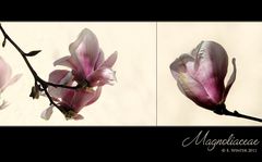 MAGNOLIEN ...