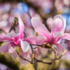 Magnolien