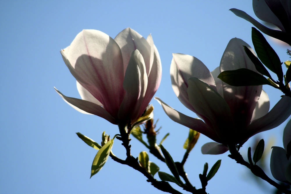 Magnolien