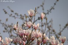 Magnolien